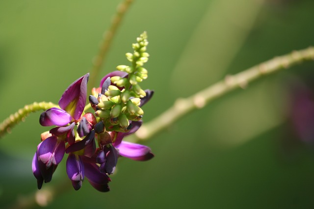 葛の花